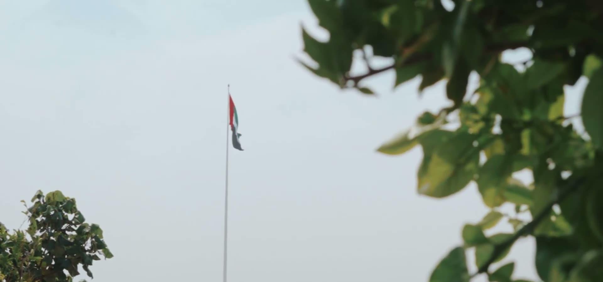 The UAE flag against a pale sky, framed by foliage